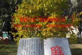 景觀(guān)造型 文化